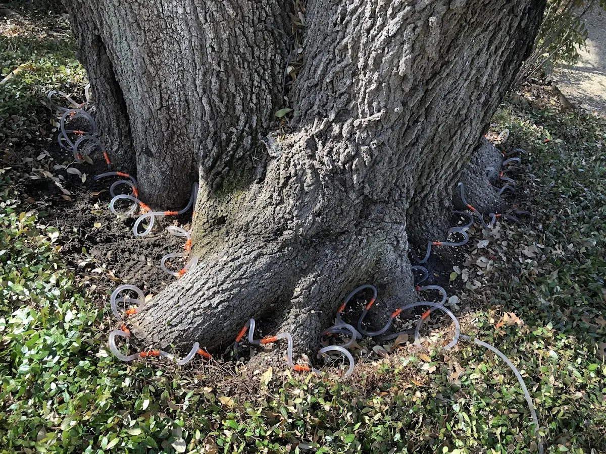 Detailed Tree Cabling and Bracing job site in Westboro