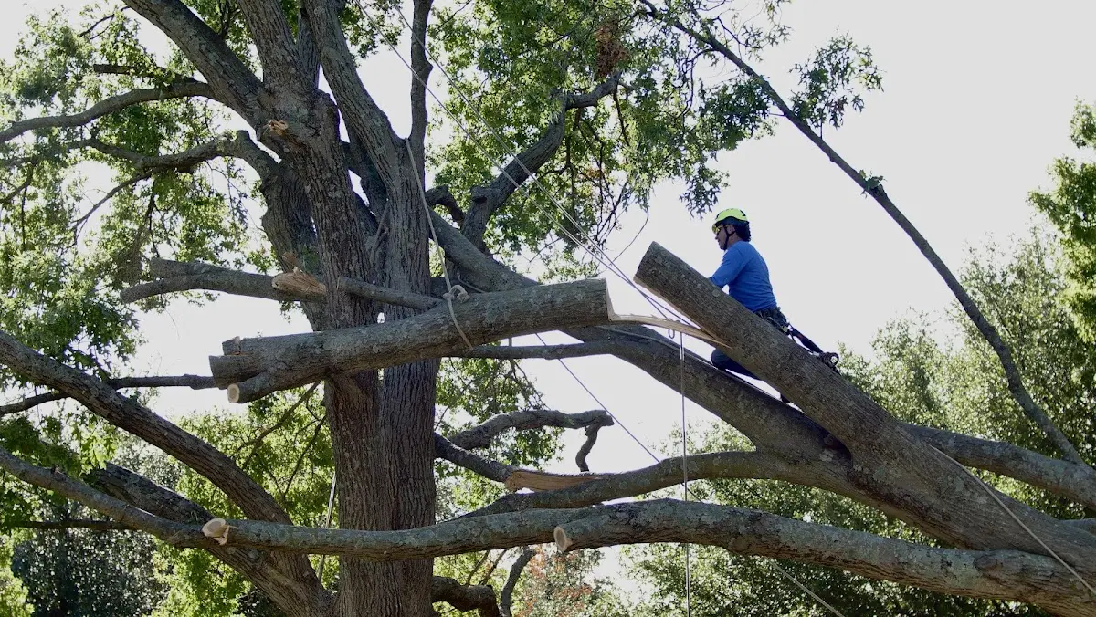 Professional Crown Thinning performed by certified arborists in Westboro