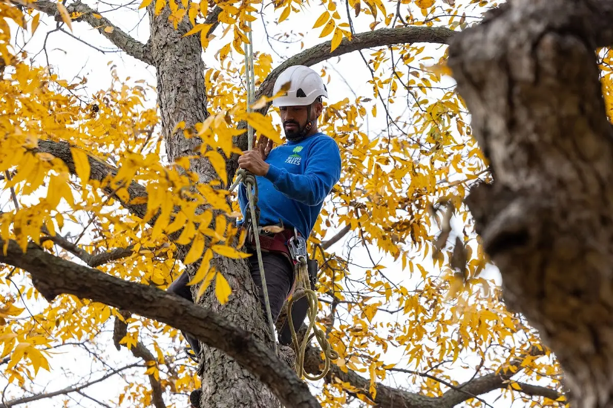 Skilled Tree Planting crew working in Westboro